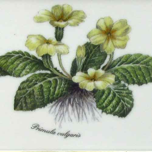 リンドナー ウォールピクチャー 牧草地の花c プリムローズ Primula Vulgaris Sohbi 旧 創美 公式通販